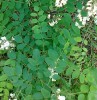 Akcfa, fehr akc, Robinia pseudoacacia levl