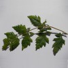 csrgfa, koelreuteria paniculata levl