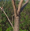 csrgfa, koelreuteria paniculata trzs, kreg