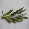 Ezstfa, Hamis olajfa, Hamis olajbogy bokor, Elaeagnus angustifolia levl