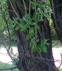 Ezstfa, Hamis olajfa, Hamis olajbogy bokor, Elaeagnus angustifolia trzs, kreg