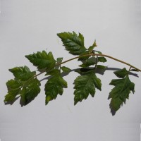 cs�rg�fa, koelreuteria paniculata lev�l