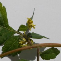 cs�rg�fa, koelreuteria paniculata vir�ga